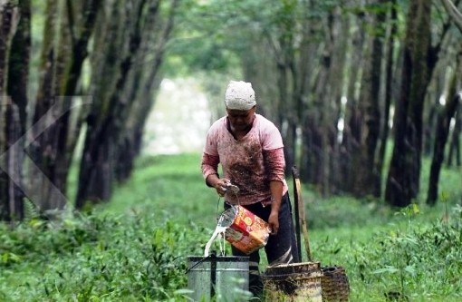 Pelambatan Luas Lahan Ancam Kinerja Sektor Perkebunan